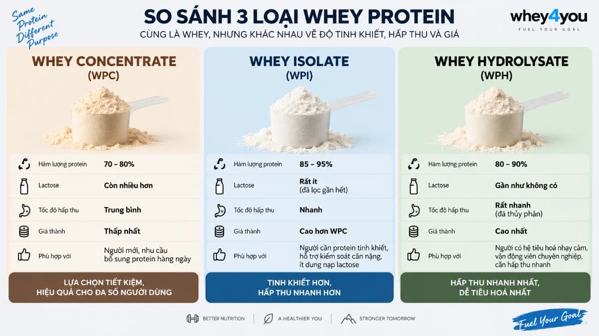 So Sánh Whey Protein Concentrate Với Các Loại Whey Khác: Hoạt Chất, Dược Động Học Và Ảnh Hưởng Đến Tổng Hợp Protein Cơ
