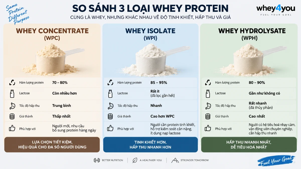 So Sánh Whey Protein Concentrate Với Các Loại Whey Khác: Hoạt Chất, Dược Động Học Và Ảnh Hưởng Đến Tổng Hợp Protein Cơ